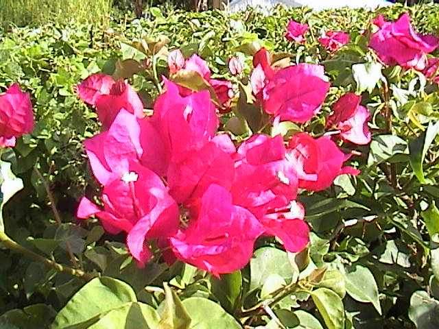 mcgpinkflowers.jpg