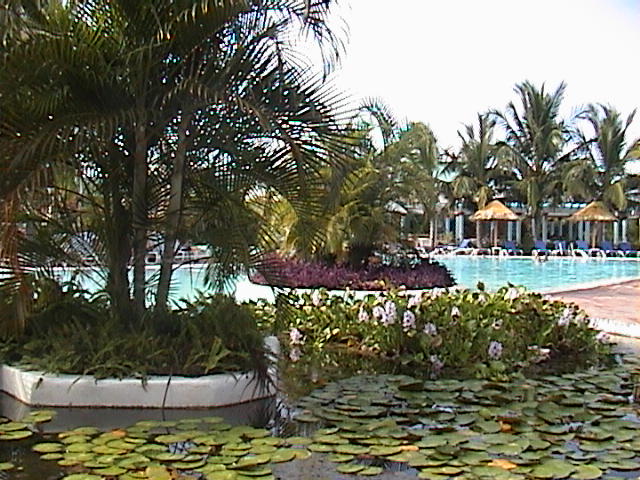 pondpool.jpg
